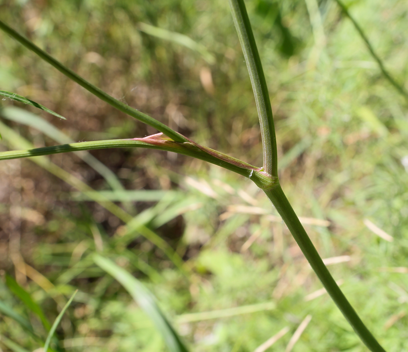 Image of Cenolophium fischeri specimen.