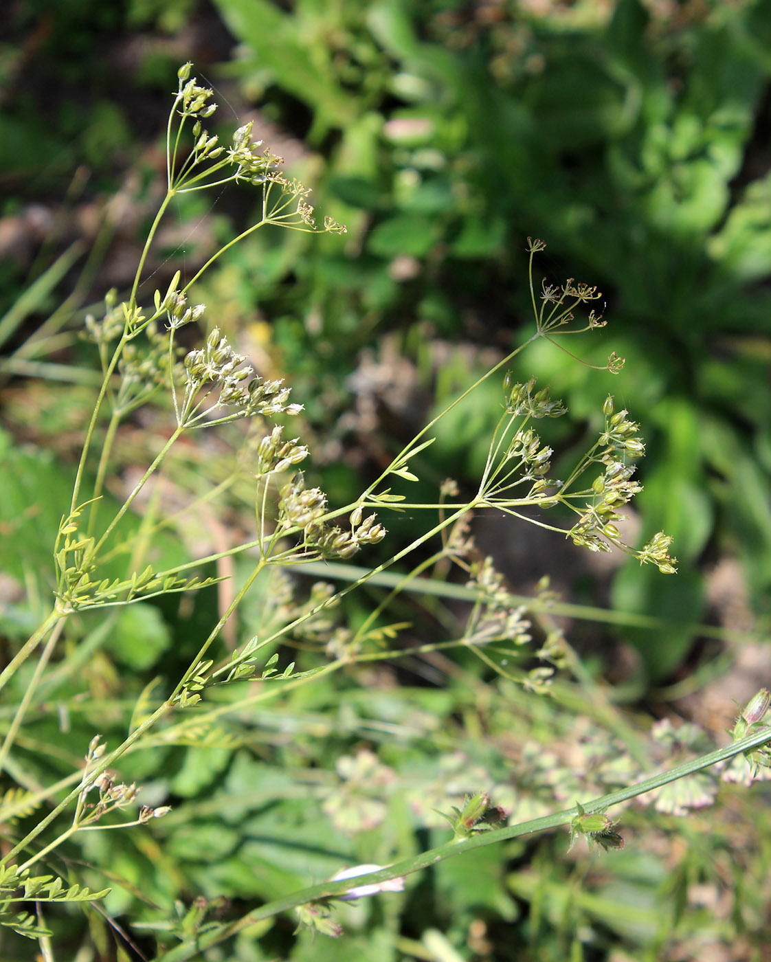 Изображение особи семейство Apiaceae.