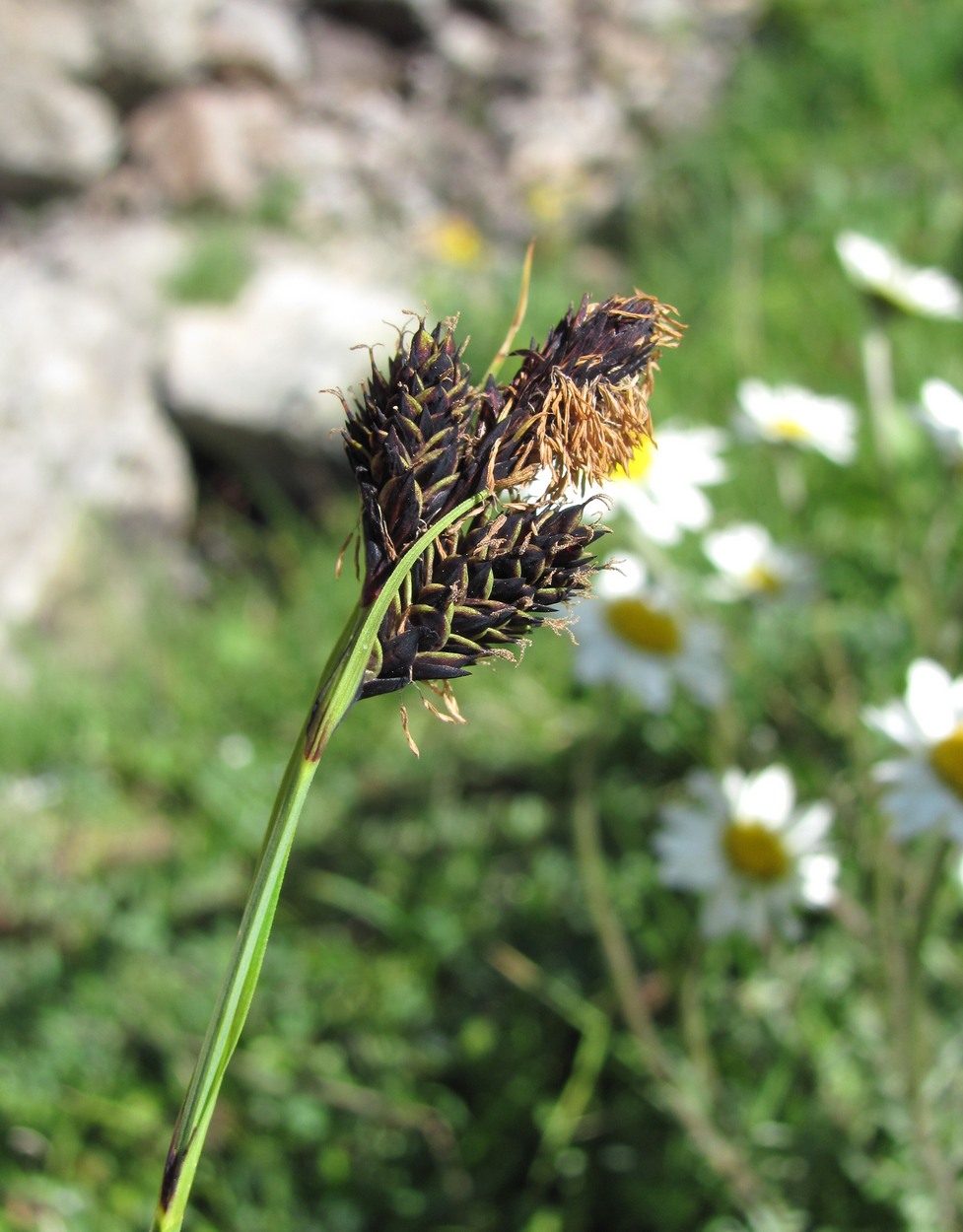 Изображение особи Carex medwedewii.