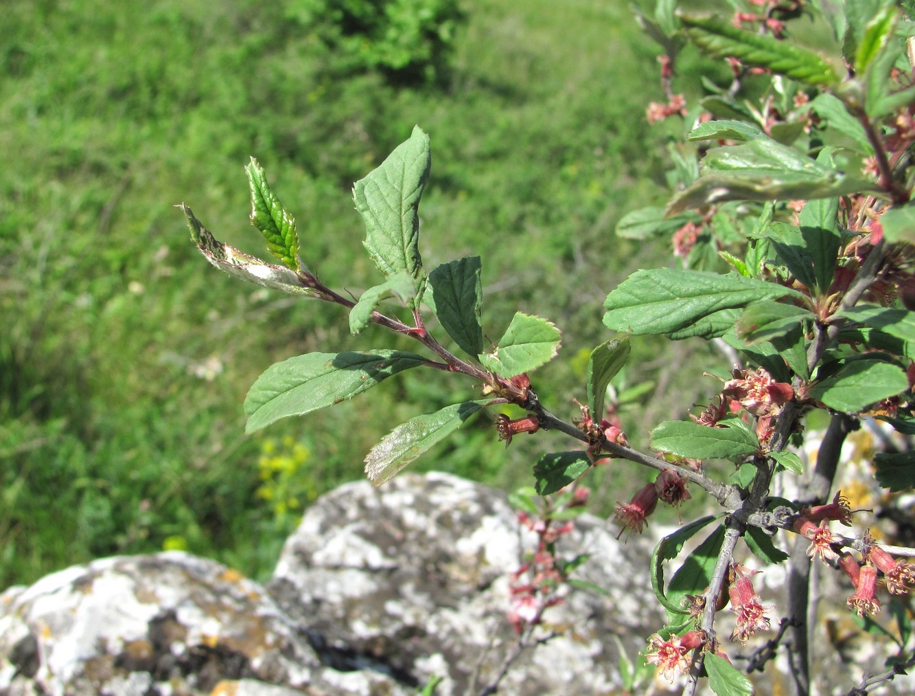 Изображение особи Cerasus incana.