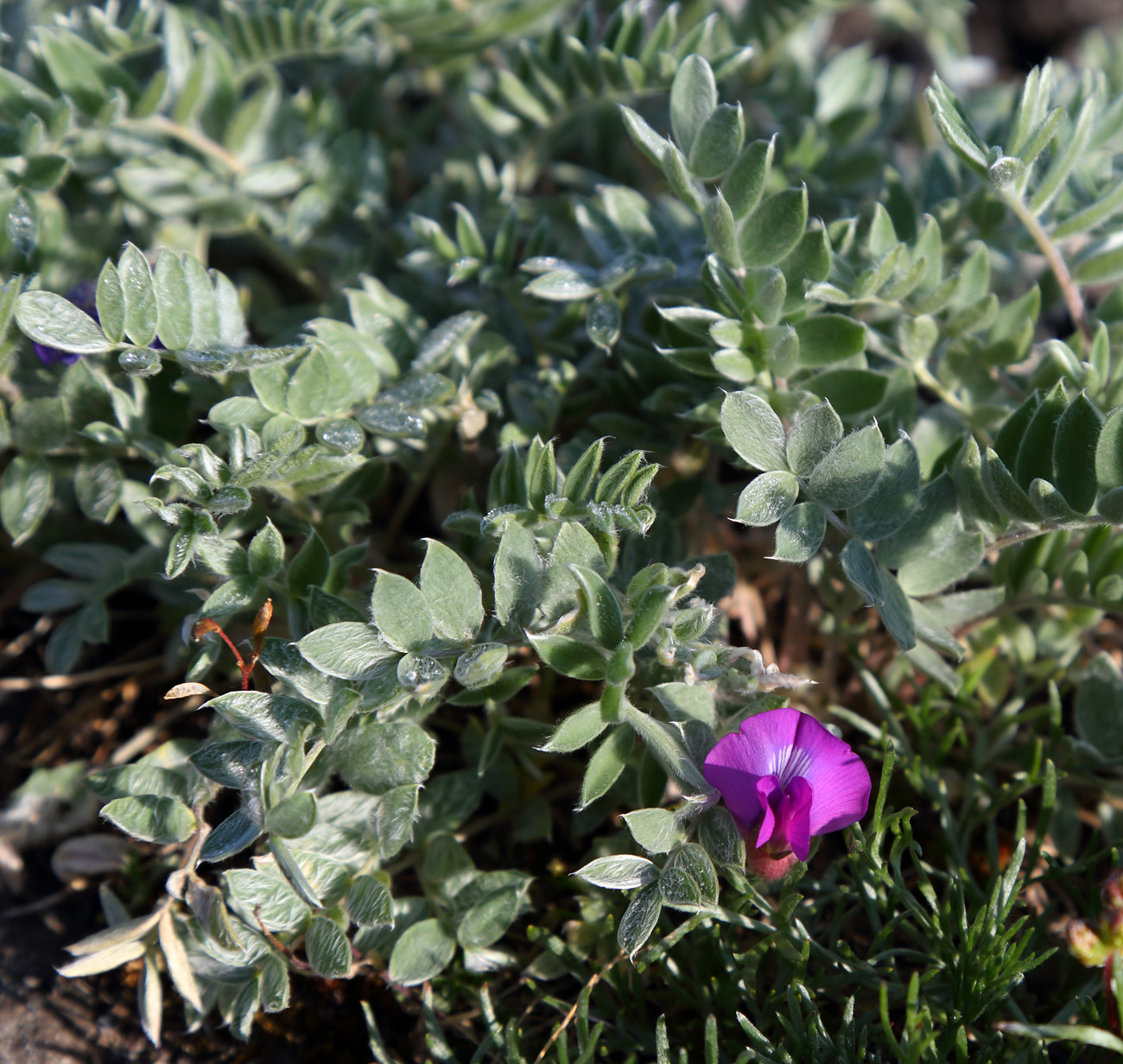 Image of Oxytropis kamtschatica specimen.