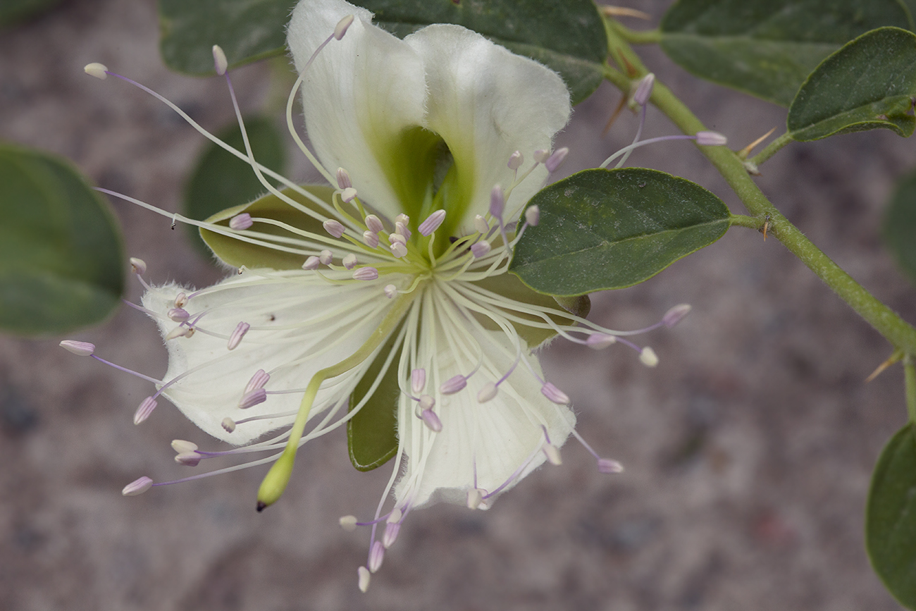 Image of Capparis herbacea specimen.