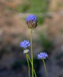 Image of taxon representative. Author is Марина Скотникова