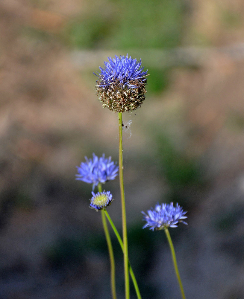 Image of Jasione montana specimen.