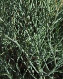 Limonium otolepis