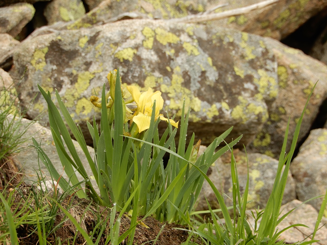 Image of Iris bloudowii specimen.