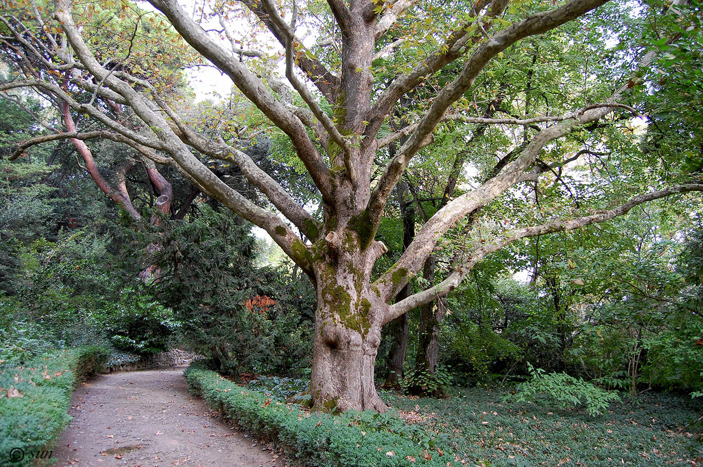 Изображение особи Platanus orientalis.