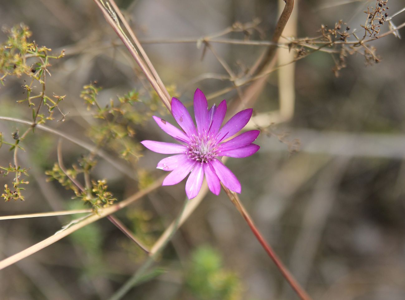 Image of Xeranthemum squarrosum specimen.