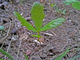 Quercus robur