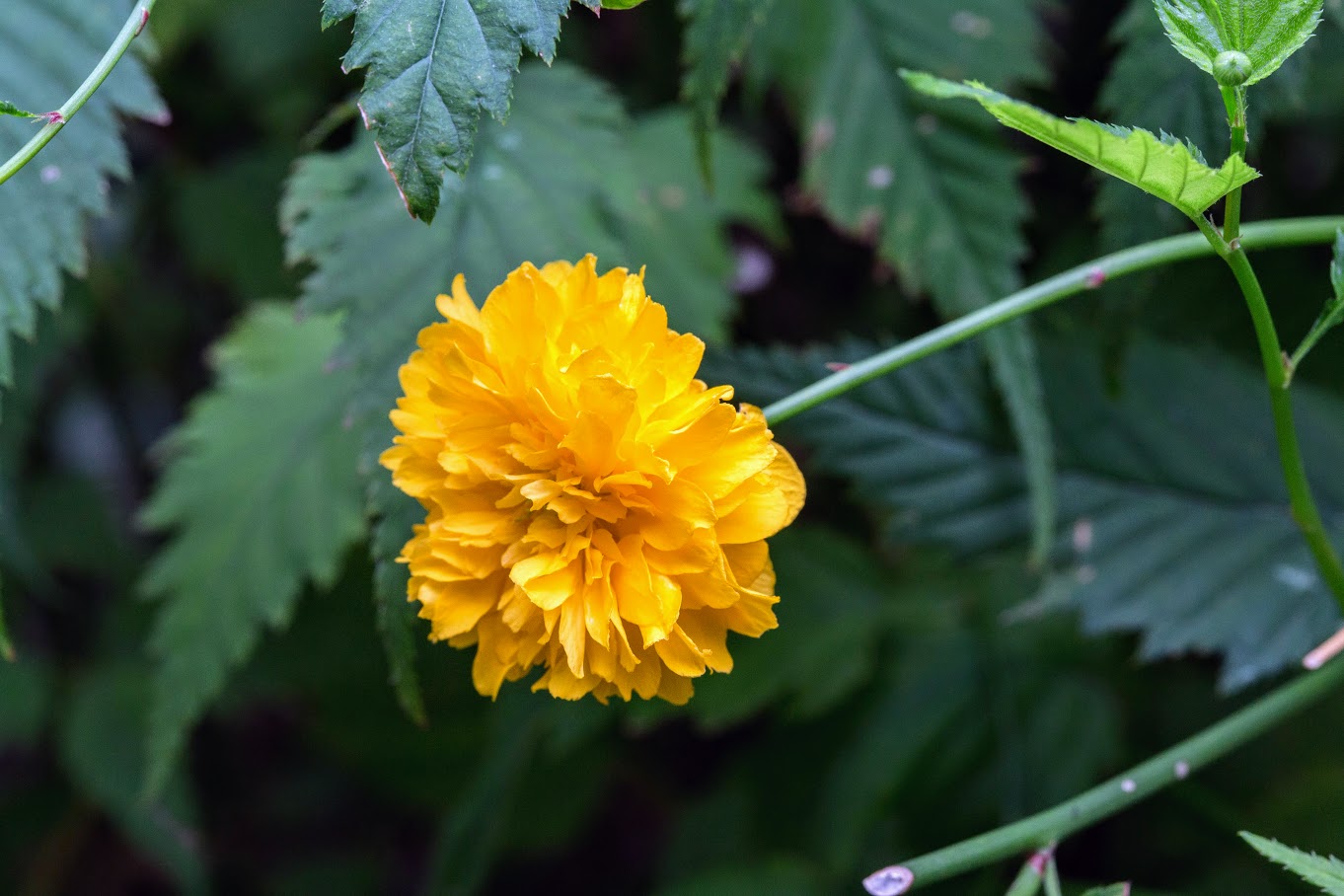 Image of Kerria japonica var. pleniflora specimen.