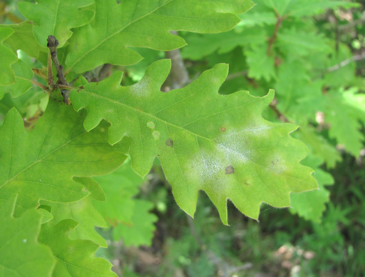 Image of Quercus pubescens specimen.