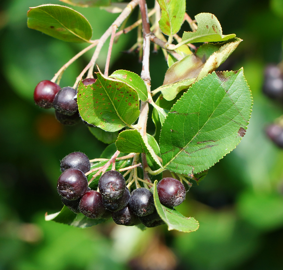 Изображение особи × Sorbaronia mitschurinii.