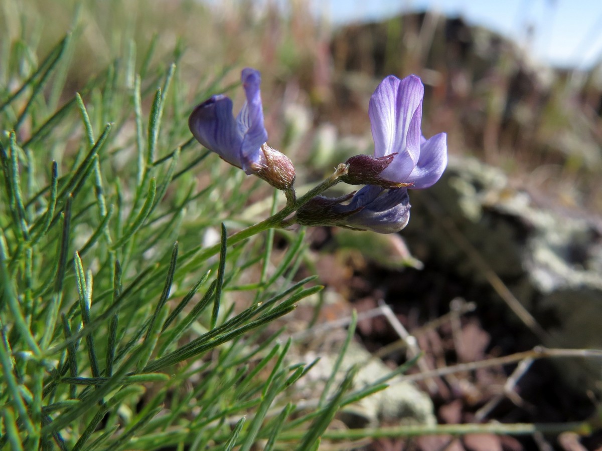 Изображение особи Astragalus nematodes.