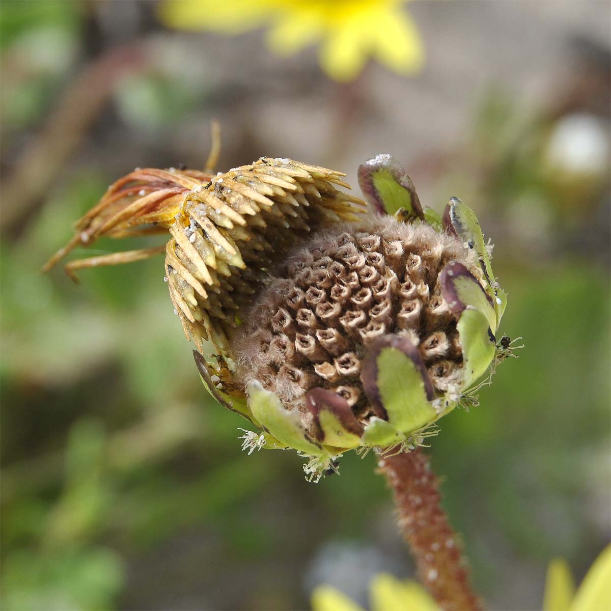 Image of Arctotheca calendula specimen.