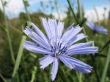 Cichorium intybus. Соцветие с кормящимися насекомыми. Южный Казахстан, предгорья Таласского Алатау в окр. запов. Аксу-Жабаглы, р-н слияния рек Джабаглы и Жетымсай, 1280 м н.у.м. 15 июня 2012 г.