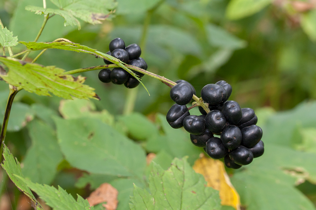 Image of Actaea spicata specimen.