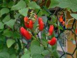 Phaseolus coccineus. Соцветие. Красноярский край, окр. г. Красноярск, зоопарк \"Роев ручей\", в культуре. 12.08.2018.