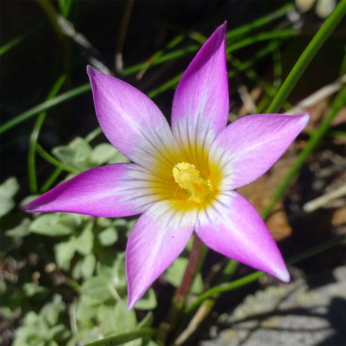 Изображение особи Romulea rosea.