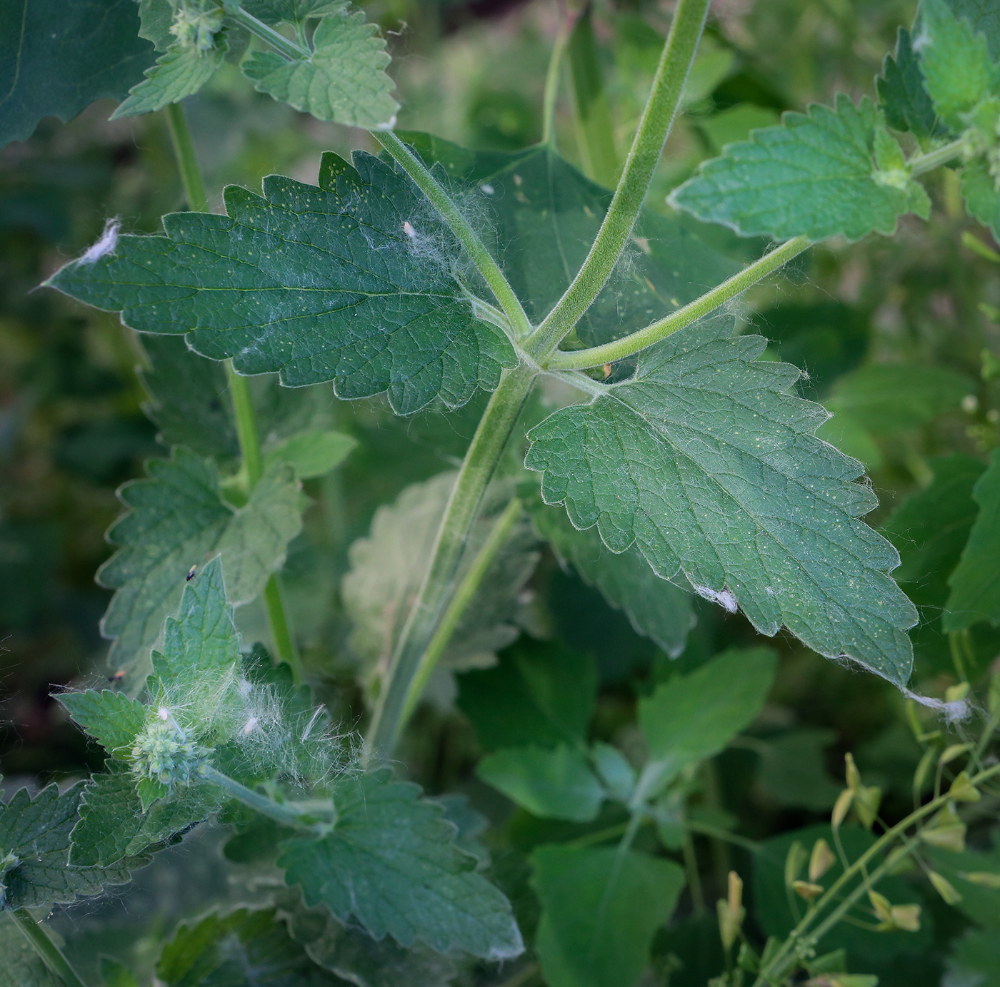 Image of Nepeta cataria specimen.