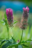 Trifolium rubens. Верхние части побегов с соцветиями. Кировская обл., г. Киров, Ботанический сад Вятского государственного университета, в культуре. 07.07.2018.