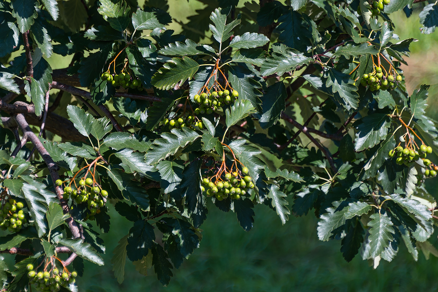 Изображение особи Sorbus intermedia.