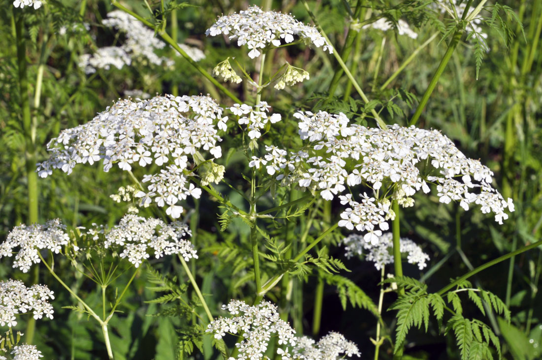 Изображение особи Anthriscus sylvestris.