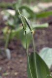 Tulipa uniflora. Верхушка побега с незрелой коробочкой. Костромская обл., Судиславский р-н, дер. Антипино, в культуре. 15.05.2019.