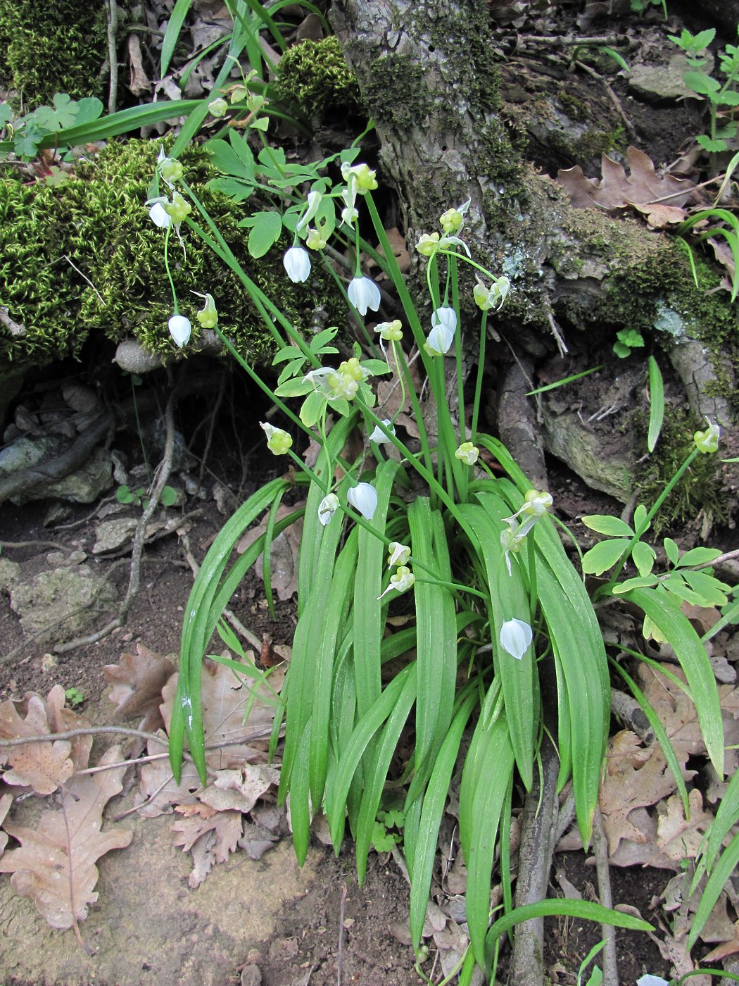 Изображение особи Allium paradoxum.