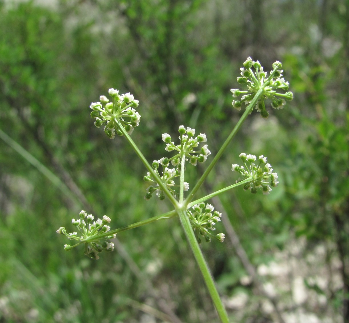 Image of genus Seseli specimen.