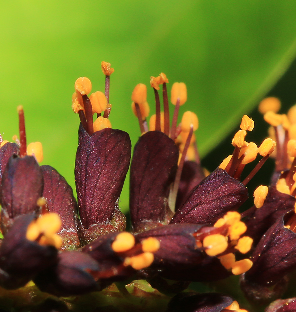 Изображение особи Amorpha fruticosa.