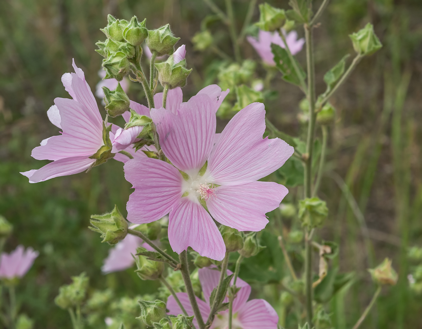 Image of Malva thuringiaca specimen.