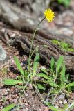 Pilosella officinarum. Цветущее растение. Ленинградская обл., Выборгский р-н, р. Вуокса, о. Тёмный, опушка соснового леса. 08.06.2019.