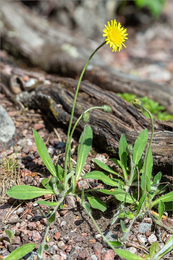 Изображение особи Pilosella officinarum.