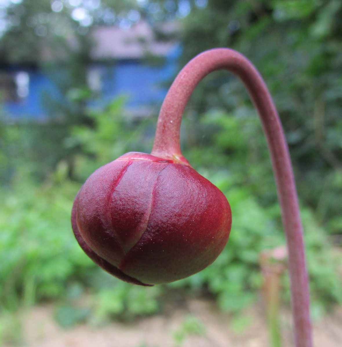 Image of Sarracenia leucophylla specimen.