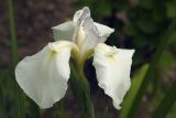Iris ensata