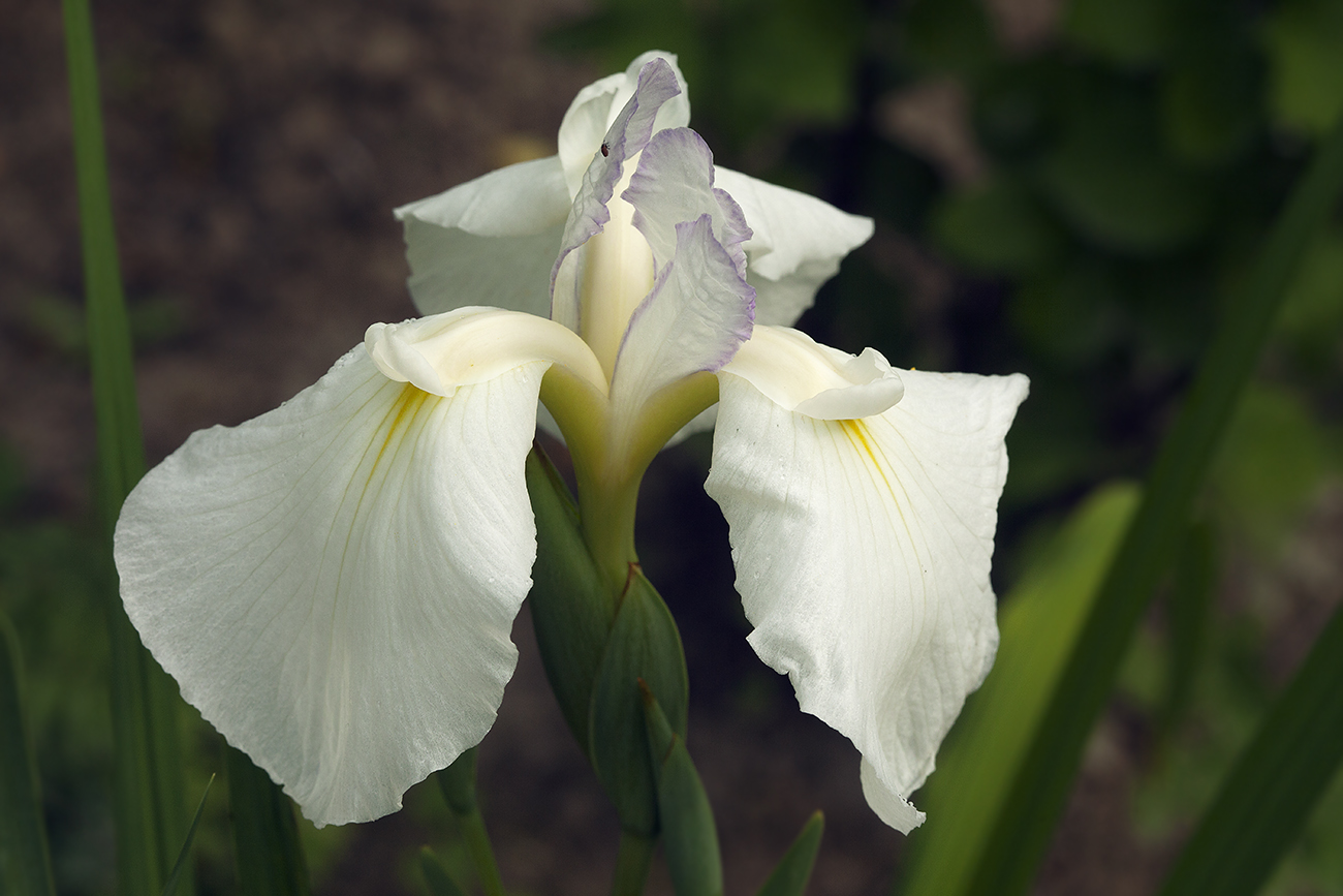 Image of Iris ensata specimen.