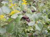 &times; Sorbaronia mitschurinii