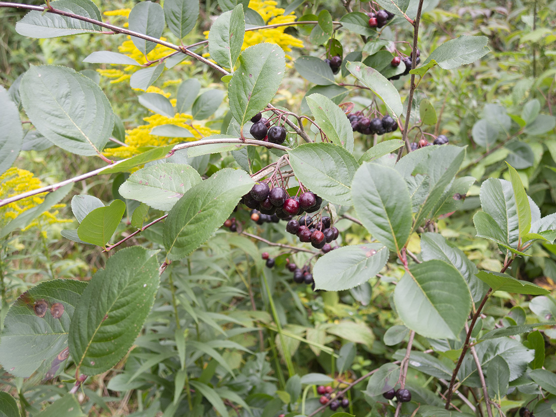 Изображение особи &times; Sorbaronia mitschurinii.