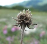 Scabiosa bipinnata. Верхушка побега с осыпающимся соплодием. Краснодарский край, окр. г. Новороссийск, хр. Маркотх, пер. Андреевский, каменистый склон. 07.08.2019.