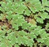 Azolla filiculoides