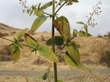 Scrophularia umbrosa