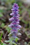 Ajuga orientalis. Соцветие. Краснодарский край, Мостовский р-н, окр. пос. Кировский, южный склон хребта Агиге в 1 км западнее горы Агиге (2311 м), 2135 м н.у.м., субальпийский луг. 22.05.2019.