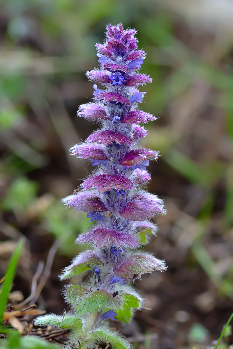 Image of Ajuga orientalis specimen.