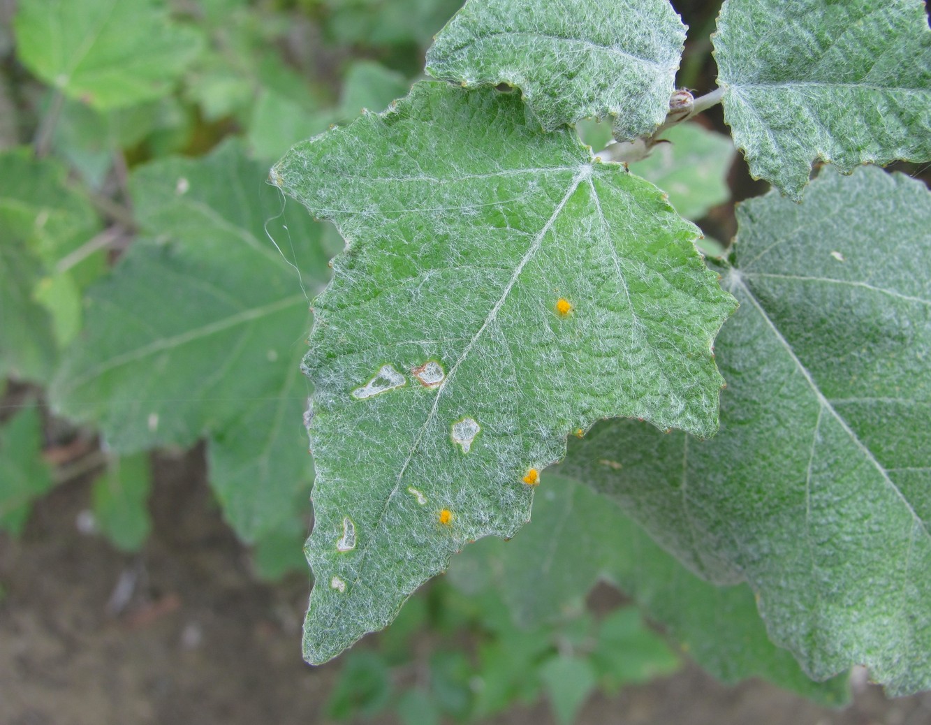 Image of Populus alba specimen.