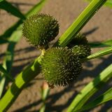 Sagittaria sagittifolia. Плоды. Чувашия, окр. г. Шумерля, берег р. Сура, пески за понтонным мостом. 14 июля 2008 г.