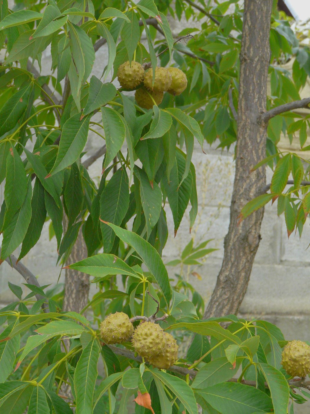 Изображение особи Aesculus glabra.