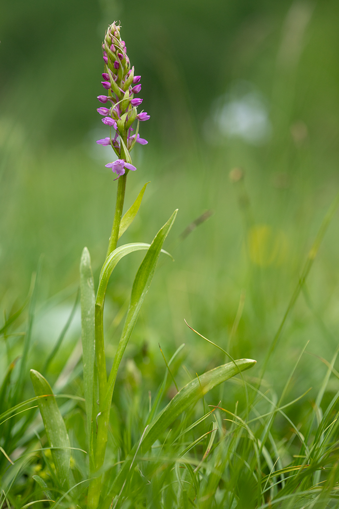 Изображение особи Gymnadenia conopsea.