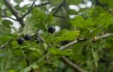 Crataegus pentagyna