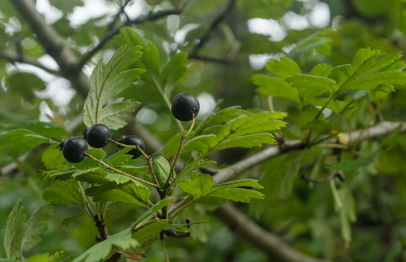 Image of Crataegus pentagyna specimen.