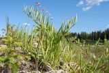 Lathyrus sylvestris. Цветущее растение. Ленинградская обл., Гатчинский р-н, окр. дер. Авколево, карьер \"Елизаветино\", обочина грунтовой дороги на месте выработки известняка. 29.06.2019.